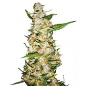 Semillas Skunk # 1 Auto